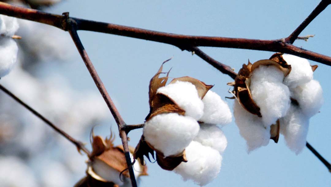 Cotton Research