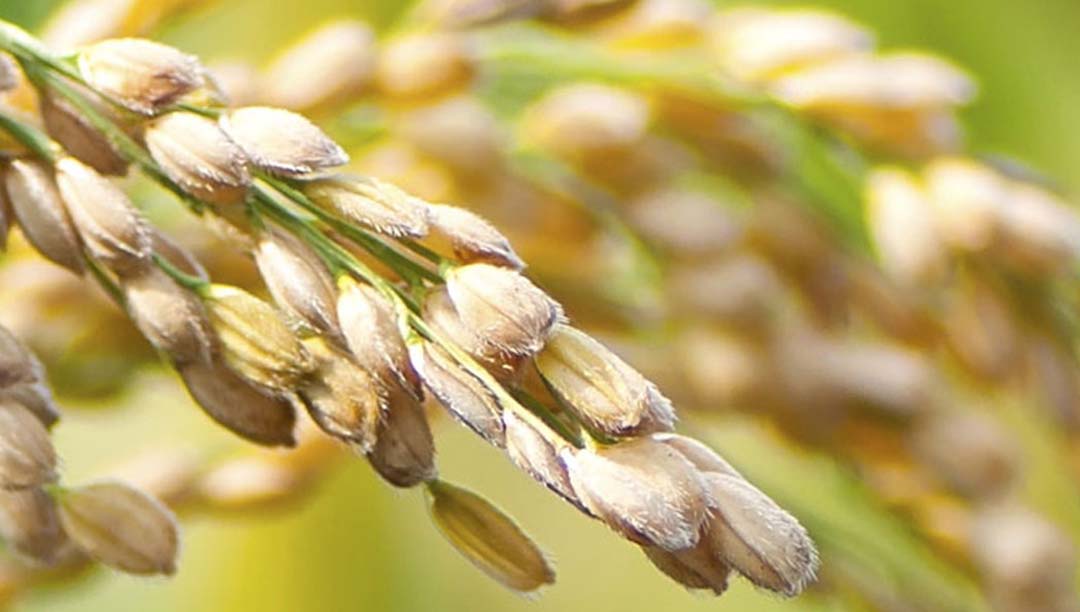 Rice Research