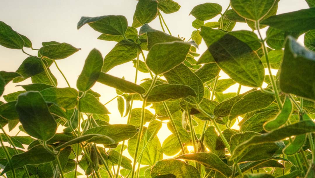 Soybean Research